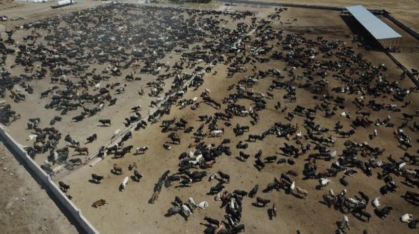 T&uuml;rkiye'nin konuştuğu &ccedil;iftliğin &ccedil;evresinde 'şarbon' paniği