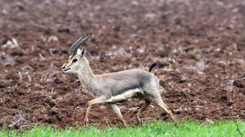 Dağ Ceylanı Orman Ve Su İşleri Bakanlığının Koruması Altında