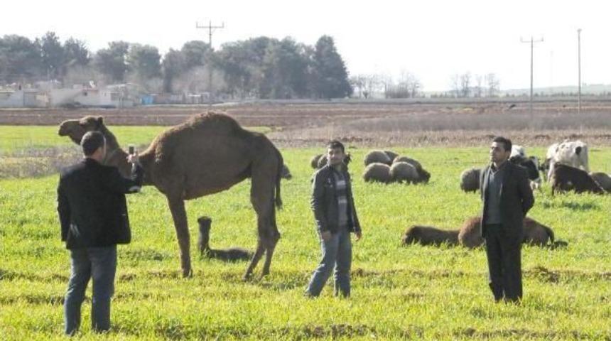 Suriye Sınırında 7 Deve Ele Ge&ccedil;irildi