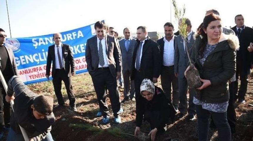 Gap Havaalanı&rsquo;nda 3 Bin Adet &Ccedil;am Fidanı Dikildi