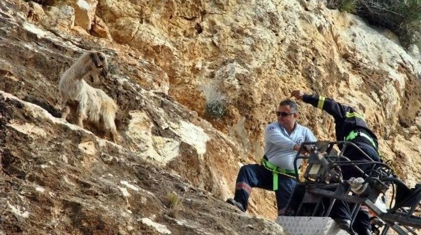 (&ouml;zel Haber) Dağda Mahsur Kalan Ke&ccedil;ileri İtfaiye Kurtardı