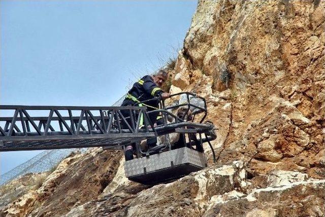 (&ouml;zel Haber) Dağda Mahsur Kalan Ke&ccedil;ileri İtfaiye Kurtardı 1