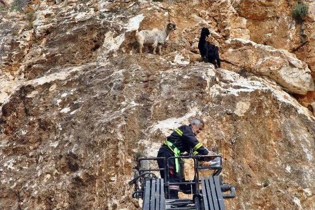 (&ouml;zel Haber) Dağda Mahsur Kalan Ke&ccedil;ileri İtfaiye Kurtardı 3