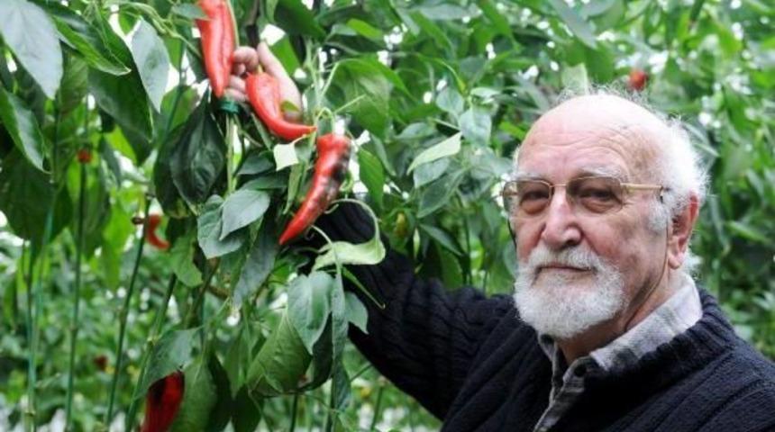 Kırmızı G&uuml;l Yerine Kırmızı Biber