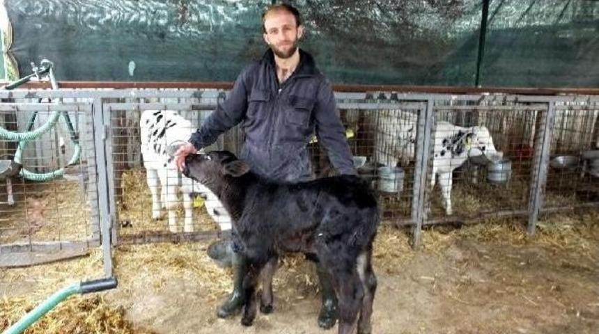 Kuyruksuz Doğan Buzağı Şaşırttı