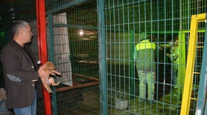 Hayvan Barınağında Yenileme &Ccedil;alışmaları