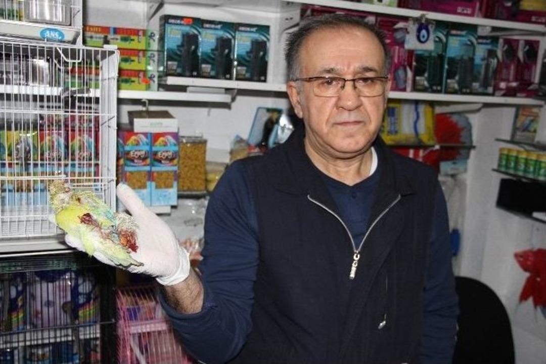 İkinci Kez Soydukları Kuş&ccedil;u D&uuml;kkanındaki Papağanları &Ouml;ld&uuml;rd&uuml;ler