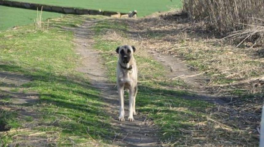 Banka Soygunu Zanlısı 2 Belediye &Ccedil;alışanı Adliyeye Sevk Edildi (2)