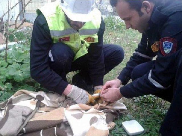 Sıkıştığı Borudan Kurtarılan Yavru Kediye Şırıngayla Süt Verildi