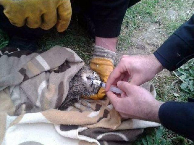 Sıkıştığı Borudan Kurtarılan Yavru Kediye Şırıngayla Süt Verildi