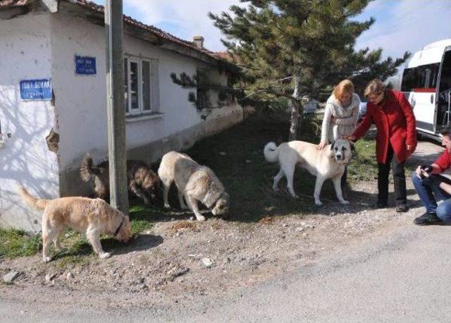 Kurt: Sevgililer Günü'nde Hayvan Satın Almayın