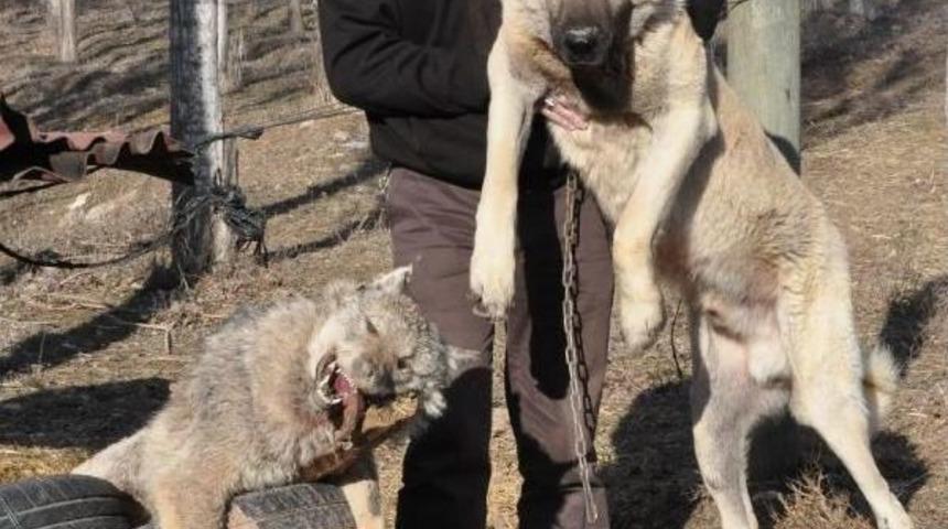 Şehre Inen Kurdu Kangal K&ouml;peği Boğdu