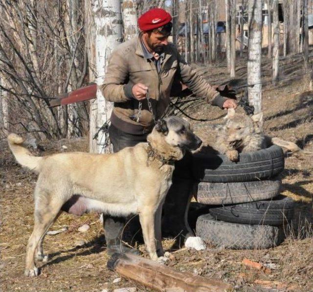 Şehre Inen Kurdu Kangal Köpeği Boğdu