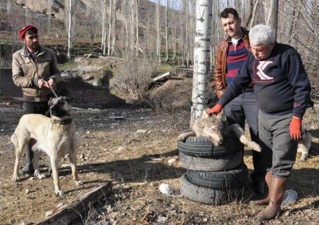 Şehre Inen Kurdu Kangal Köpeği Boğdu