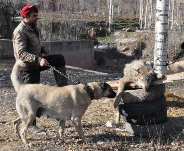 Şehre Inen Kurdu Kangal Köpeği Boğdu