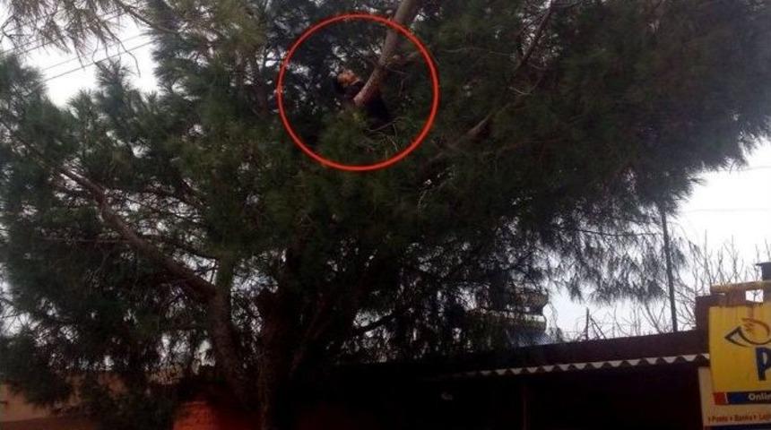 Kozalak Toplarken Yaşamını Yitirdi