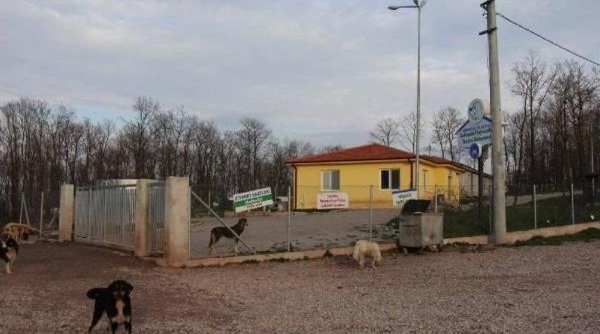 Yaralı K&ouml;peği Barınağa Bırakmak Isteyen Hayvansever Sibel'i Ağlattılar