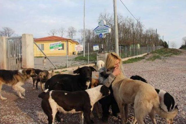 Yaralı Köpeği Barınağa Bırakmak Isteyen Hayvansever Sibel'i Ağlattılar