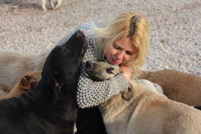 Yaralı Köpeği Barınağa Bırakmak Isteyen Hayvansever Sibel'i Ağlattılar