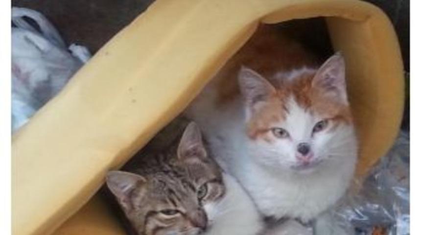 &Ccedil;&ouml;pte S&uuml;nger Sıcaklığı