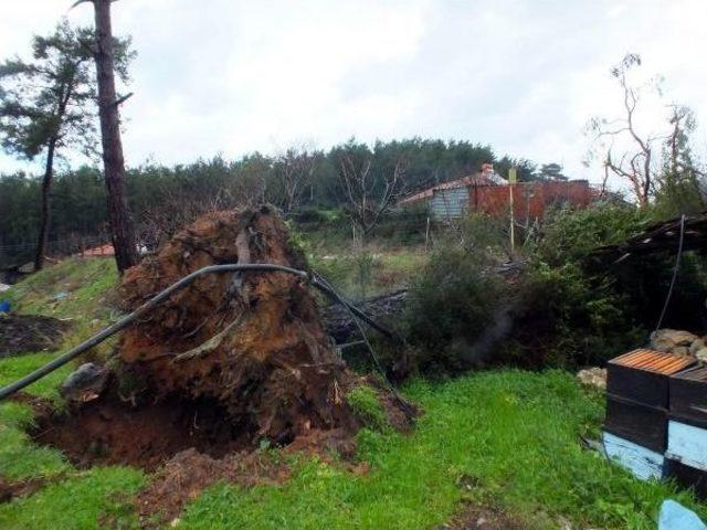 Marmaris'te Hortumun Yaraları Sarılıyor