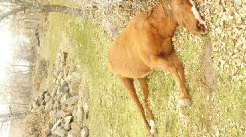 Konya'da Yılkı Atı Katliamı