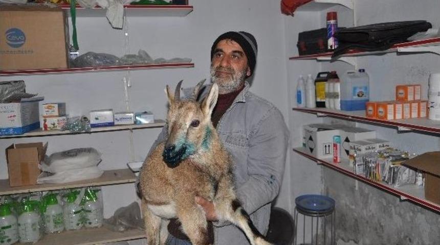 Dağ Ke&ccedil;isini Vaşağın Saldırısından Vatandaşlar Kurtardı