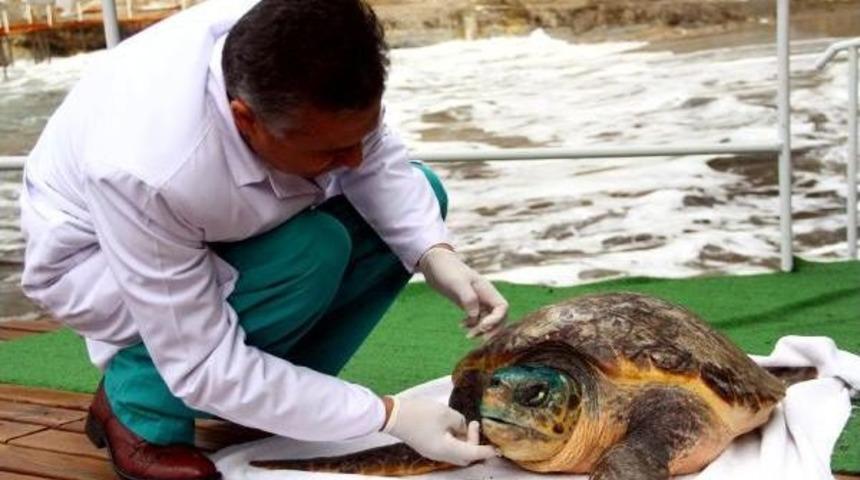 Yaralı Caretta Caretta Tedaviye Alındı