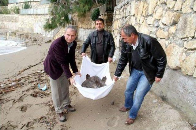 Yaralı Caretta Caretta Tedaviye Alındı