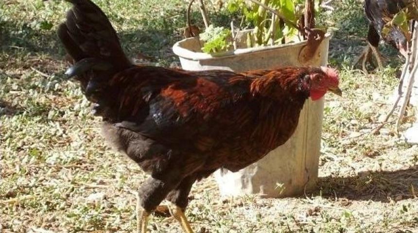 Ambalajsız Tavuk Satışına Yasak Geliyor