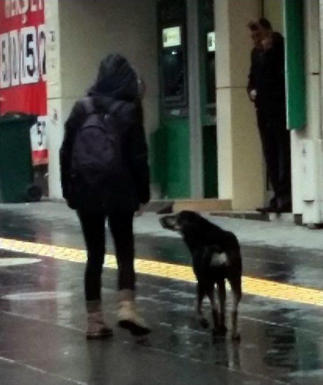 Sokak Köpeği Kendisini Seven Öğrencinin Peşinden Gitti