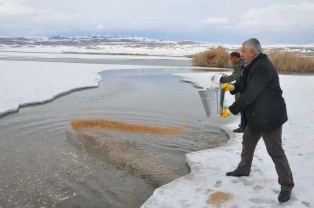 Erçek Gölü Çevresine Kuşlar Için Yem Bırakıldı