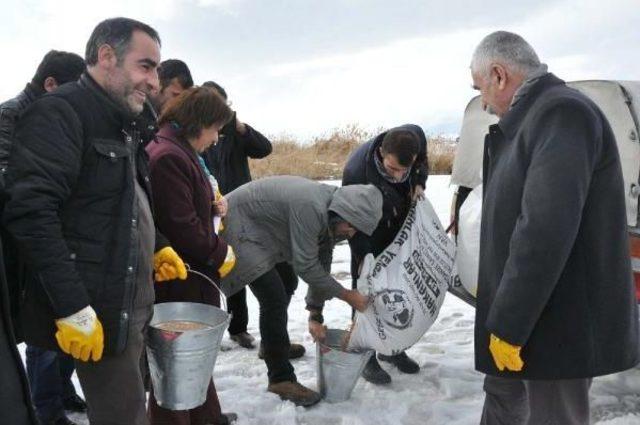 Erçek Gölü Çevresine Kuşlar Için Yem Bırakıldı