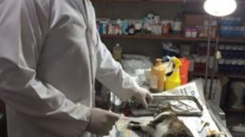 Belediyelere Sokak Kedileri İ&ccedil;in Kısırlaştırma Uyarısı