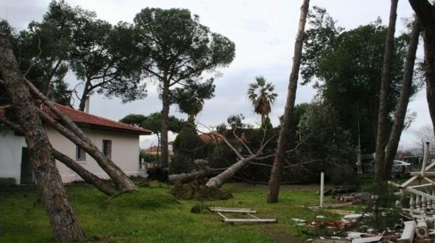Ayvalık&rsquo;ta Fırtına &Ccedil;atıları U&ccedil;urdu, Ağa&ccedil;ları Devirdi