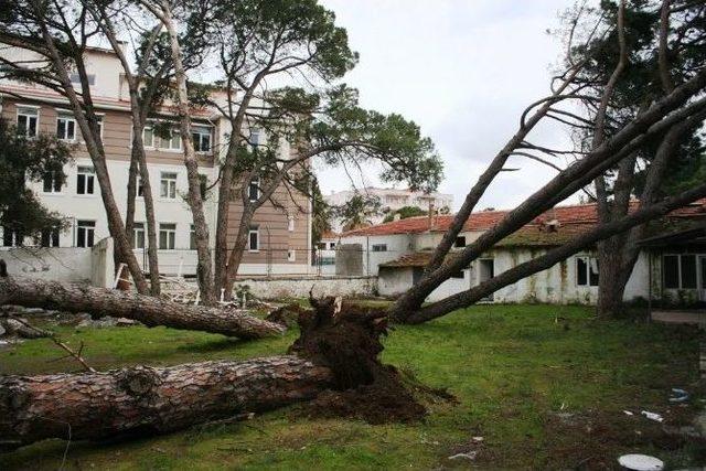 Ayvalık’ta Fırtına Çatıları Uçurdu, Ağaçları Devirdi