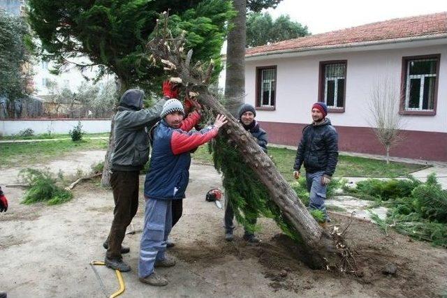 Ayvalık’ta Fırtına Çatıları Uçurdu, Ağaçları Devirdi