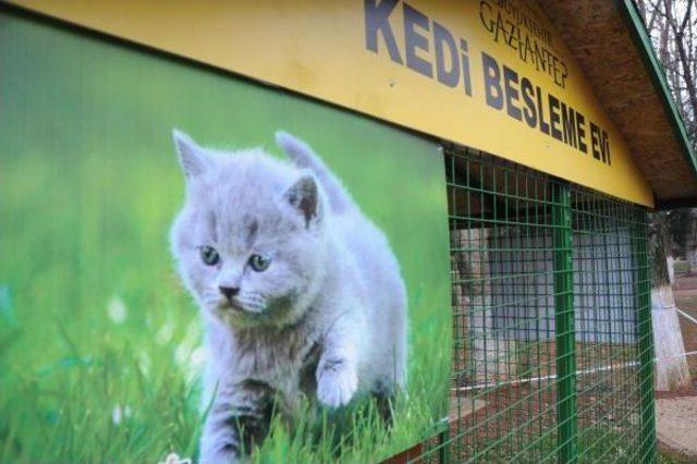 Gaziantep’Te Sokak Kedilerine Barınak