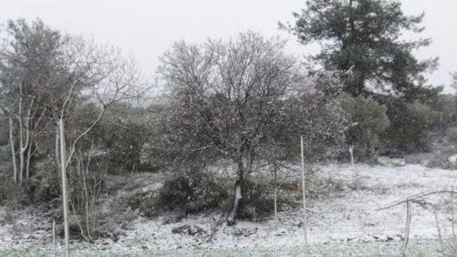 Erken Baharla Çiçek Açan Ağaçlar Ve Kırlar Beyaza Büründü