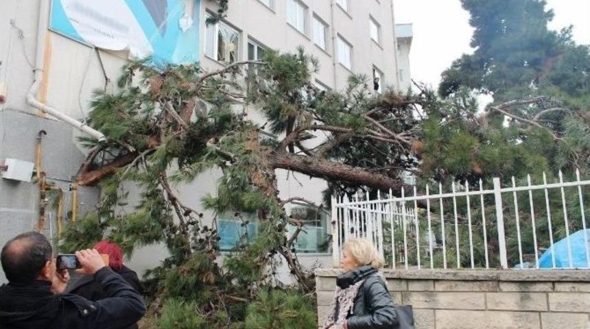 Tekirdağ&rsquo;da Yıkılan Ağa&ccedil; Banka Binasına Hasar Verdi