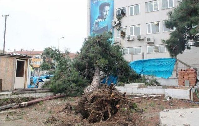 Tekirdağ’da Yıkılan Ağaç Banka Binasına Hasar Verdi