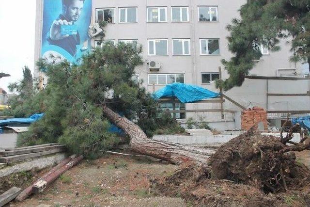 Tekirdağ’da Yıkılan Ağaç Banka Binasına Hasar Verdi