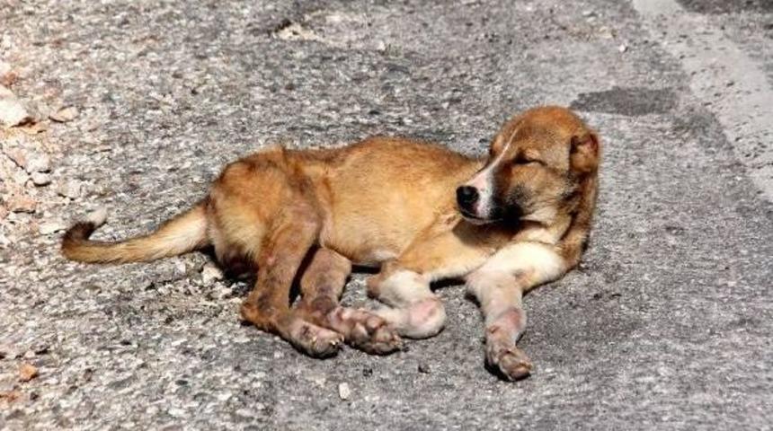 &Ouml;l&uuml;me Terk Edilen K&ouml;pekler Kurtuldu