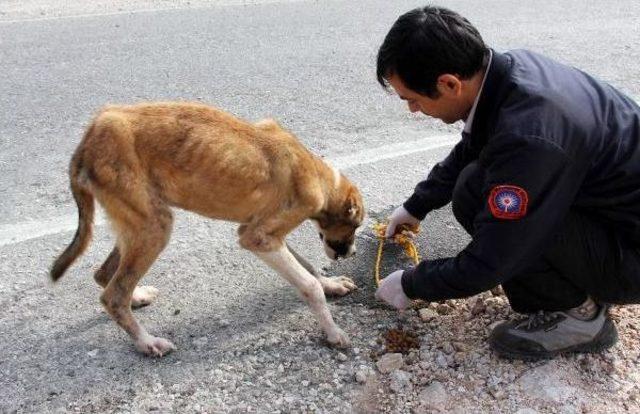 Ölüme Terk Edilen Köpekler Kurtuldu