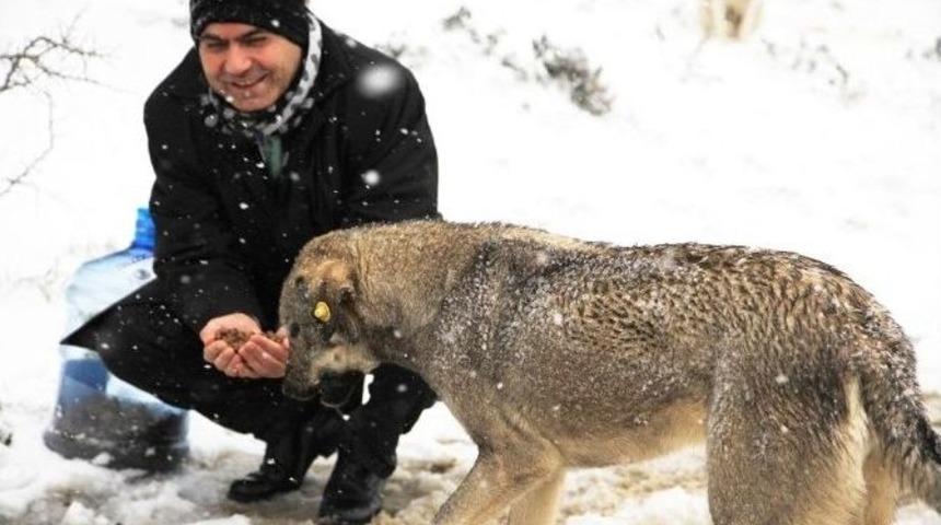 Kartal Belediyesi&rsquo;nden Sokak Hayvanlarına Şefkat Eli
