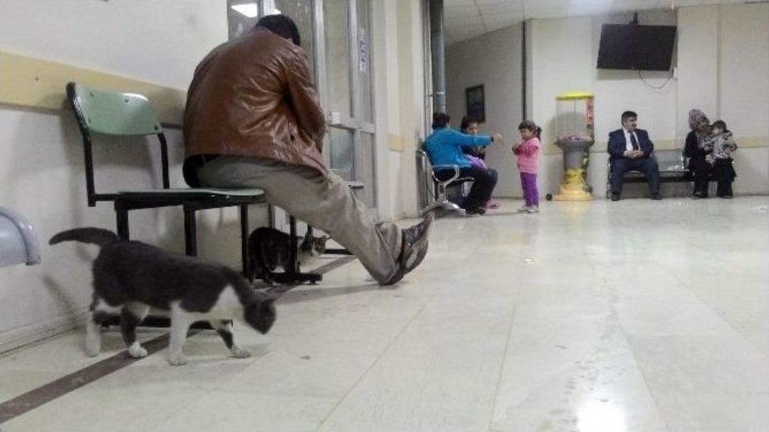 (&ouml;zel Haber) Kediler Acil Servise Sığındı