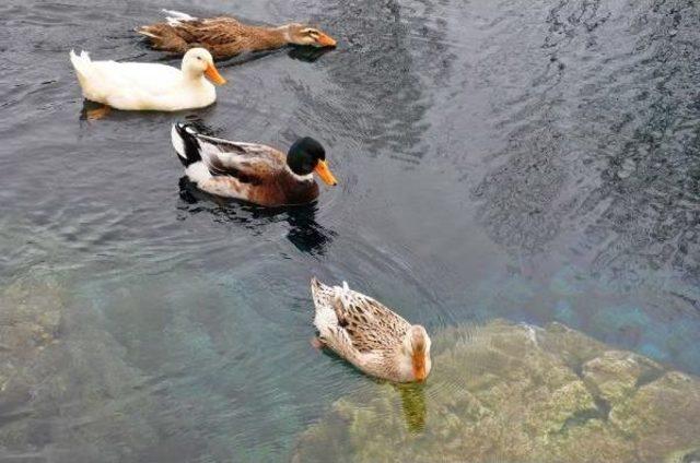 Gökpınar Gölü, Dalgıçların Uğrak Yeri