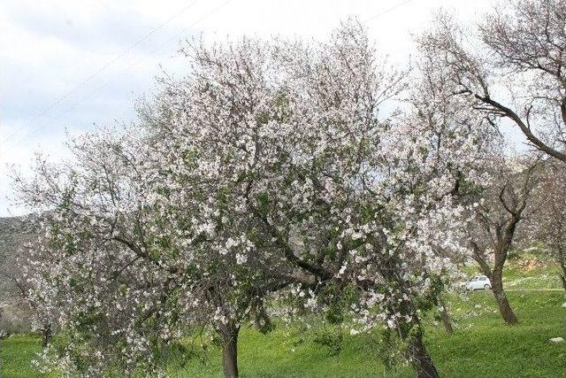 Türkiye’de Kar Marmaris’te Bahar