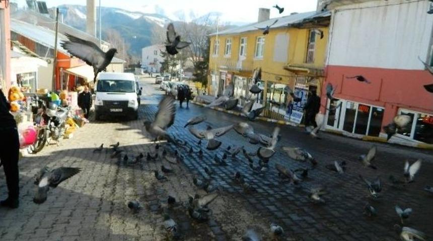 Posof Esnafı Kuşları A&ccedil; Bırakmıyor