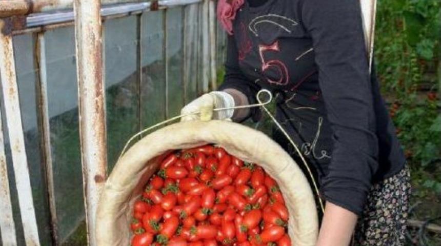 Alanya'da &Uuml;retici &Ouml;rt&uuml; Altına Y&ouml;neldi